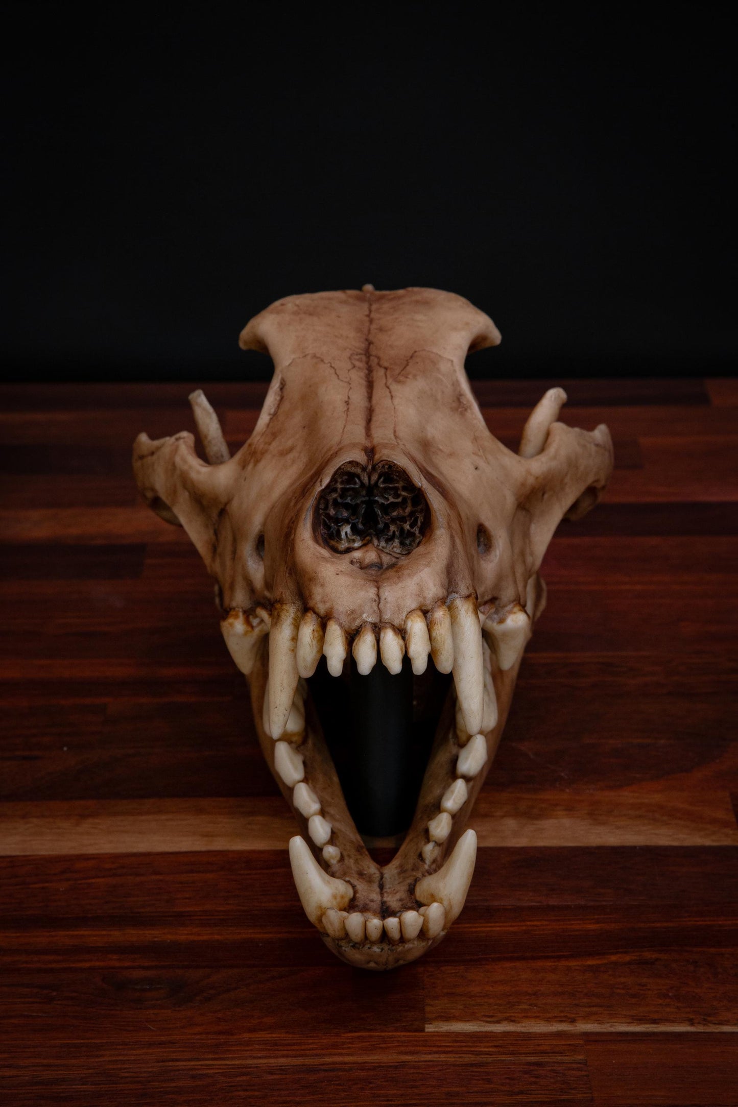 Dire Wolf Skull Replica – Life-Sized Display Piece