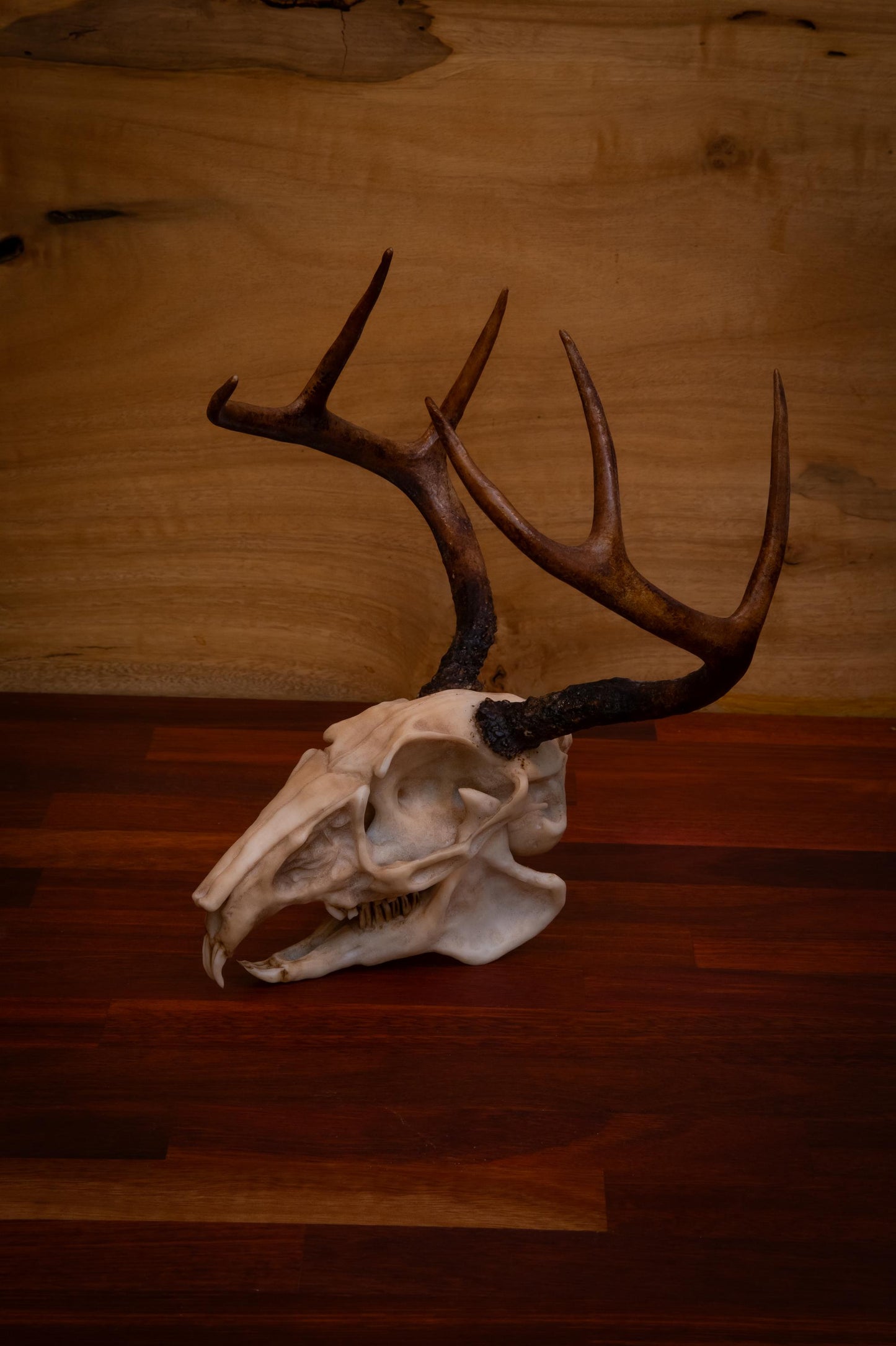 Jackalope Skull Replica – Life-Sized Mythical Display Piece