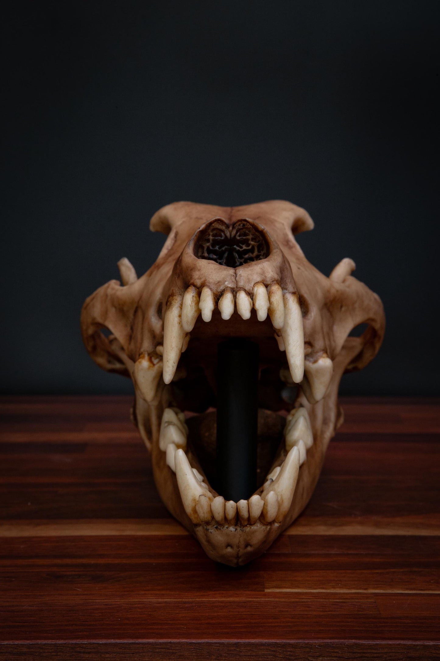 Dire Wolf Skull Replica – Life-Sized Display Piece