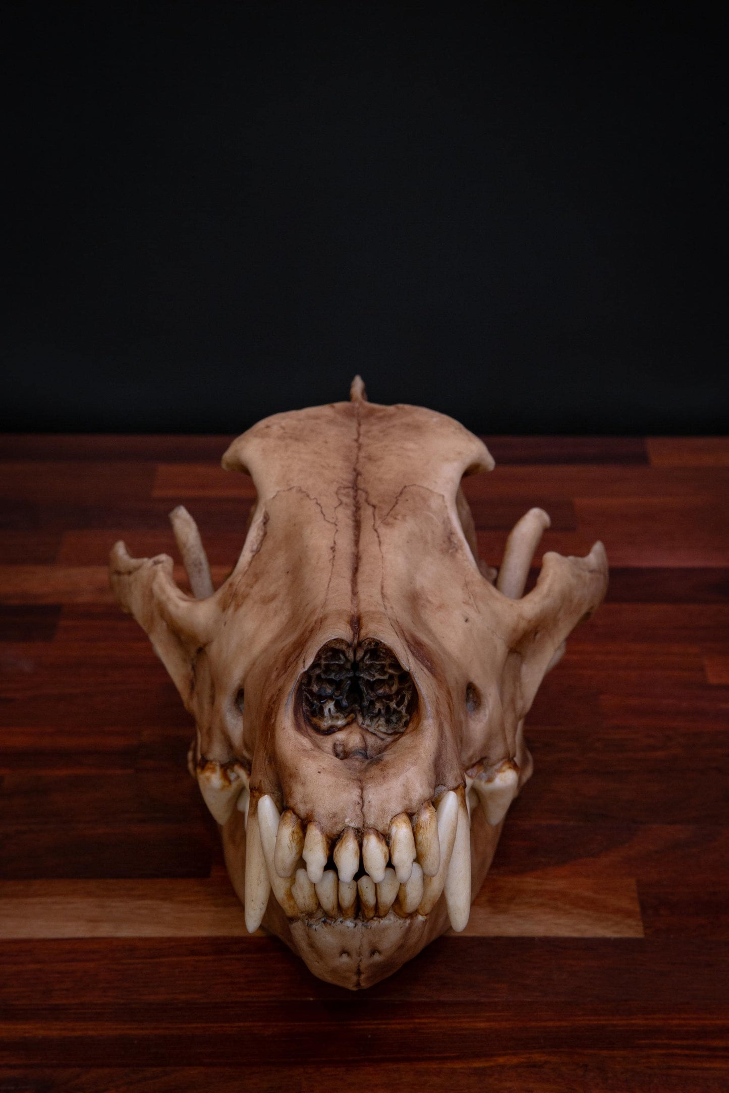 Dire Wolf Skull Replica – Life-Sized Display Piece
