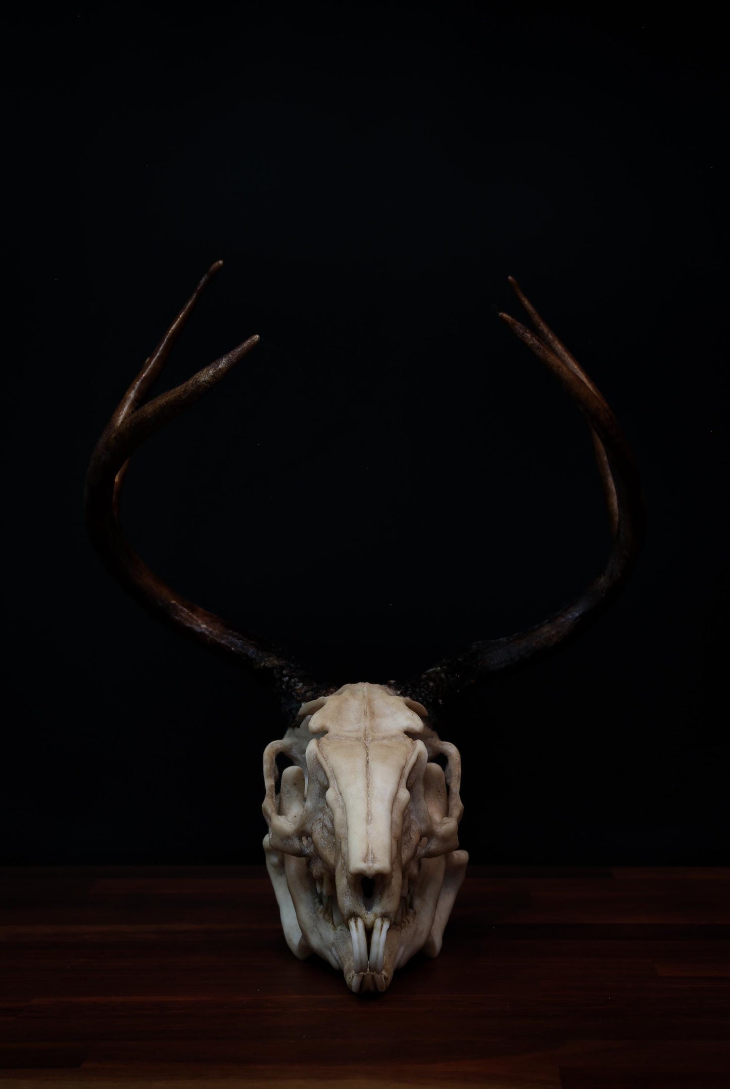 Jackalope Skull Replica – Life-Sized Mythical Display Piece