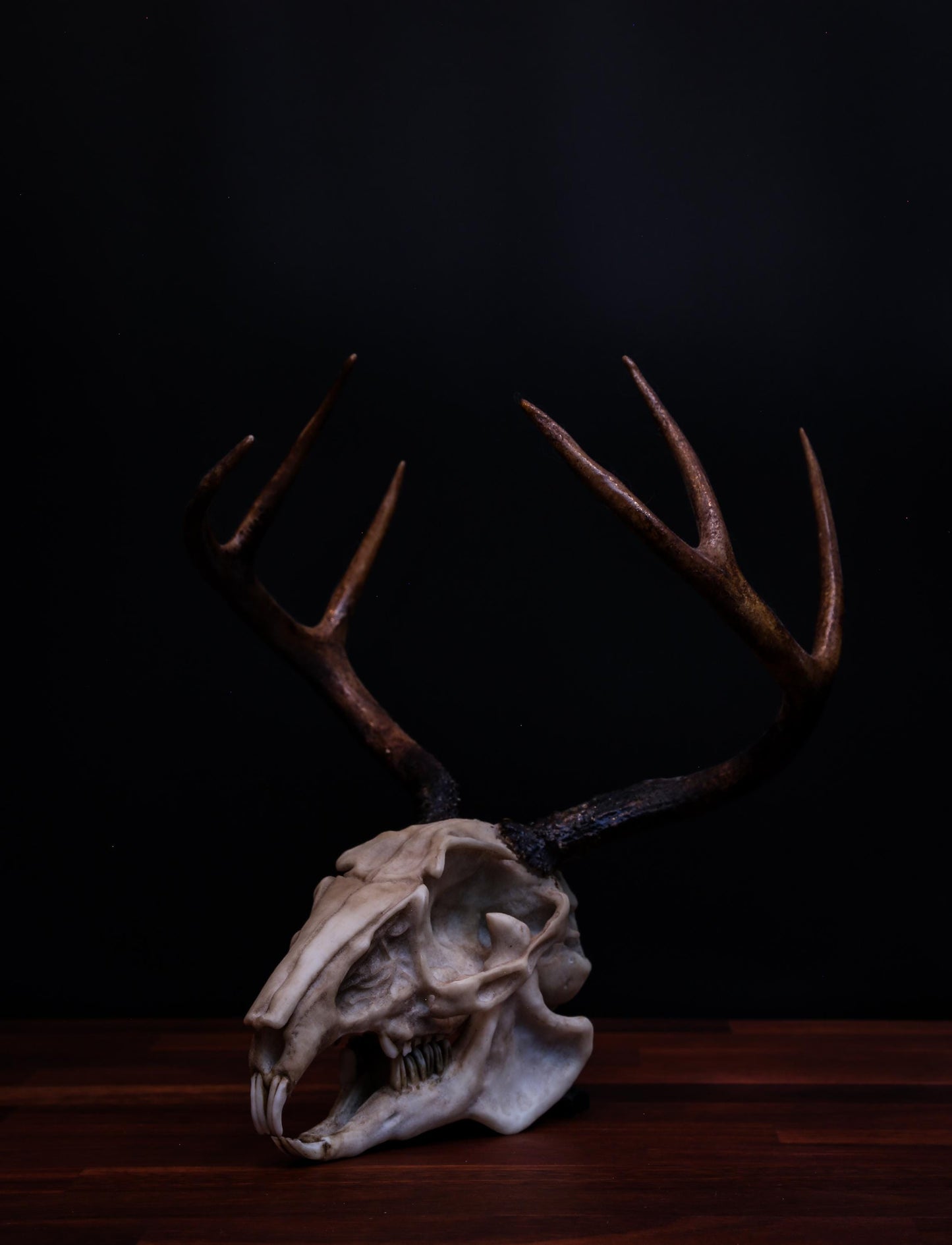 Jackalope Skull Replica – Life-Sized Mythical Display Piece