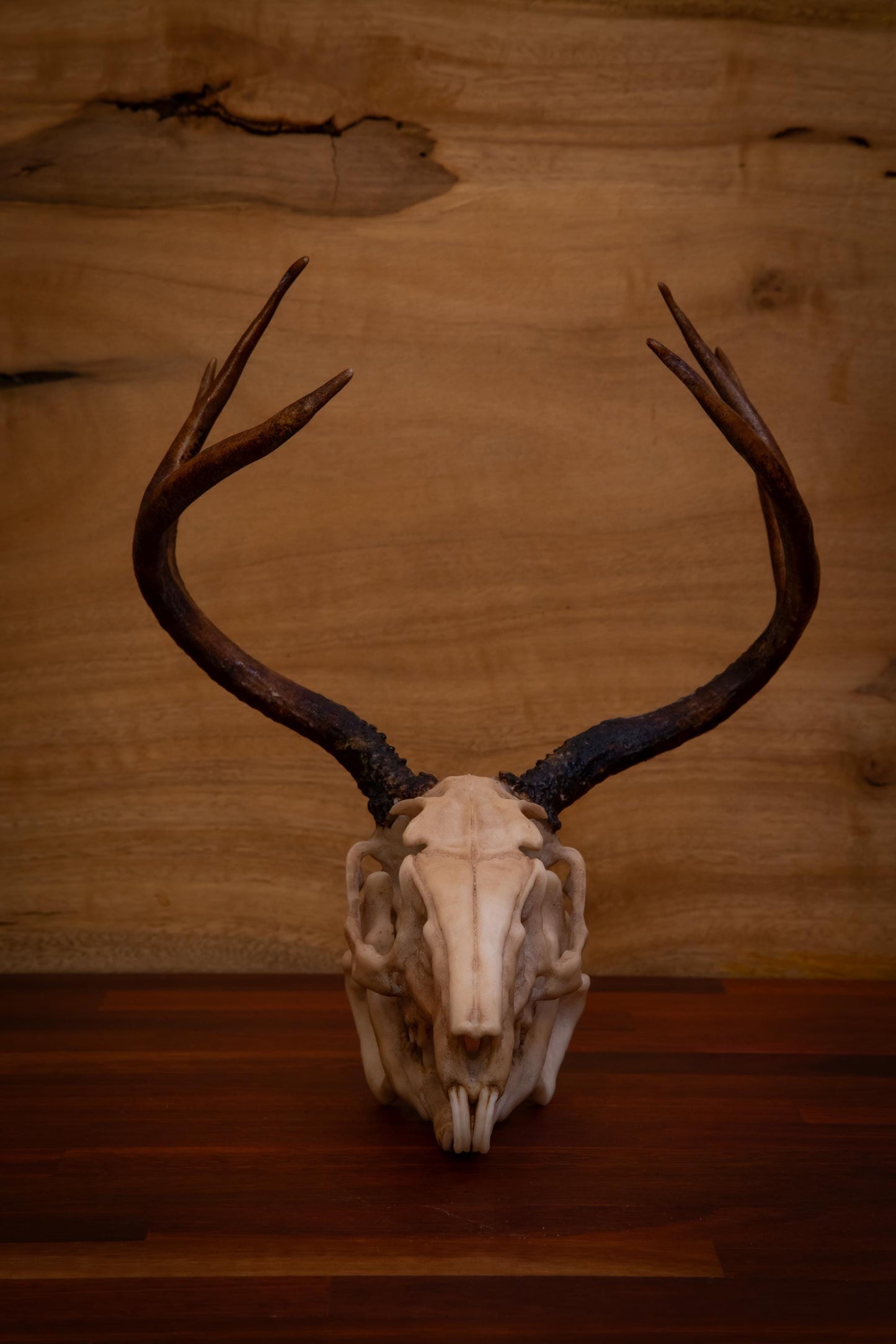 Jackalope Skull Replica – Life-Sized Mythical Display Piece