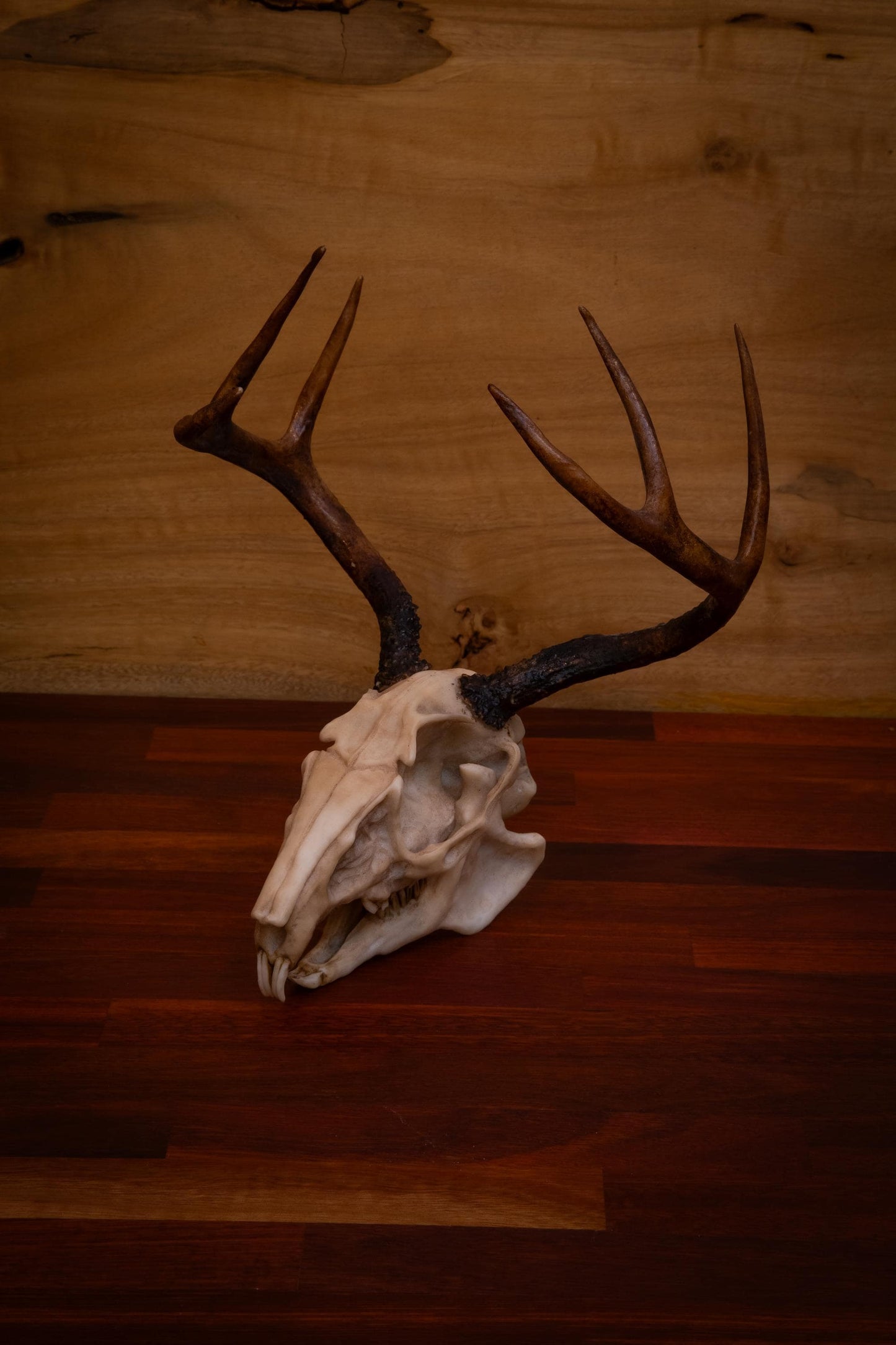 Jackalope Skull Replica – Life-Sized Mythical Display Piece