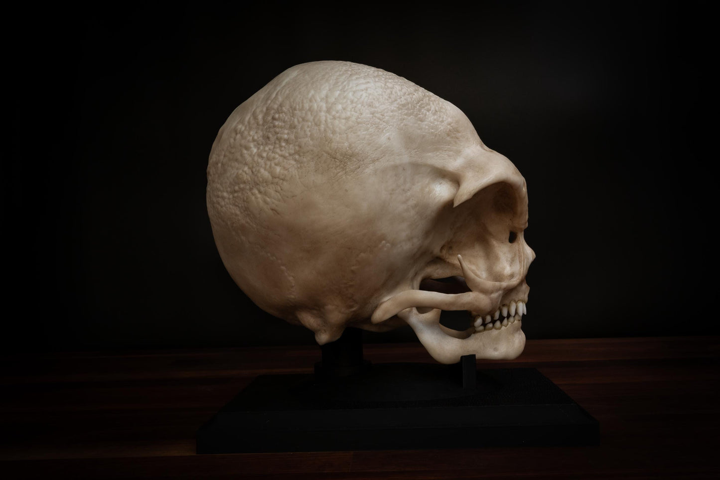 Grey Alien Skull Replica – Life-Sized Mythical Display Piece
