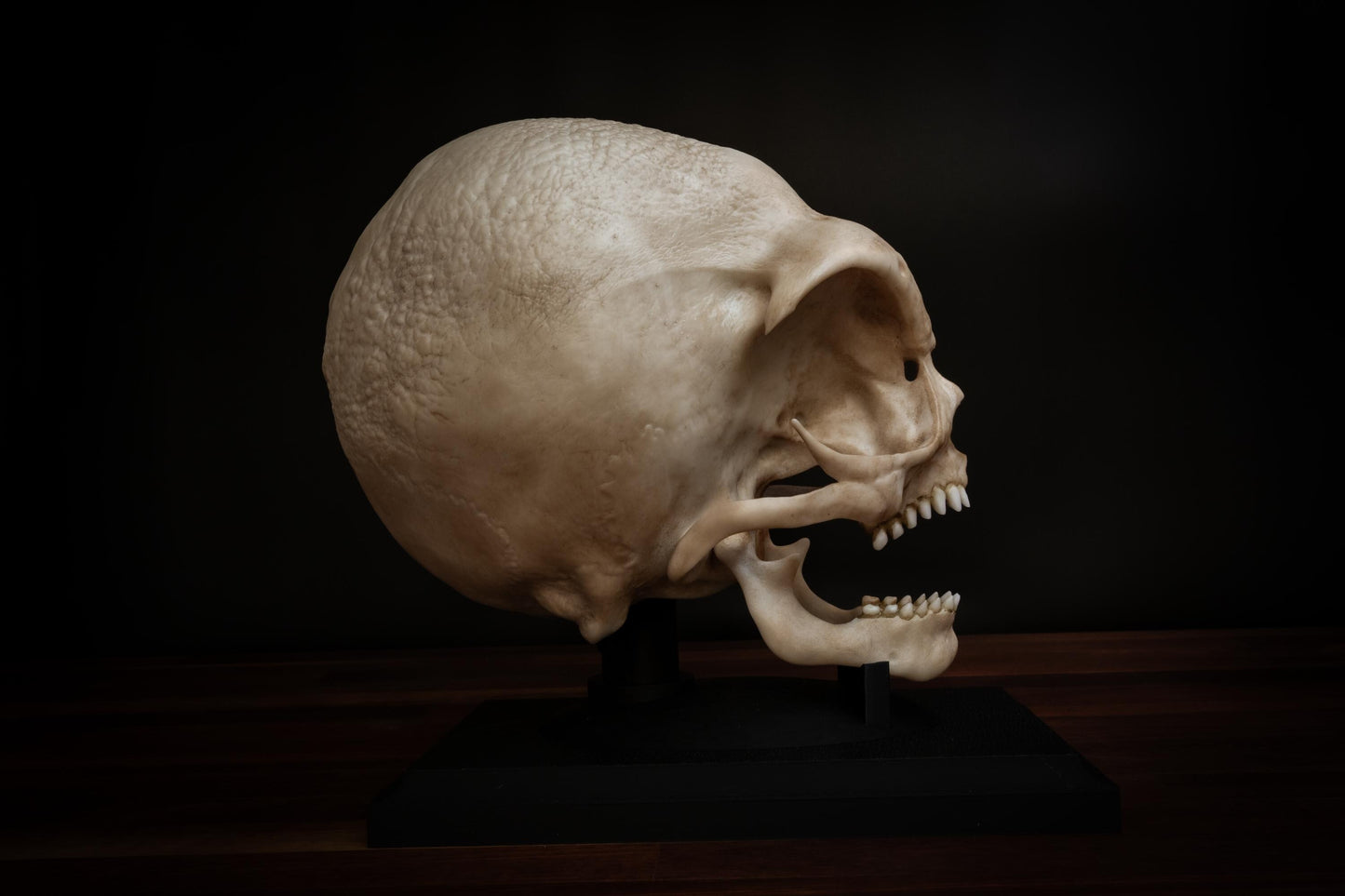 Grey Alien Skull Replica – Life-Sized Mythical Display Piece