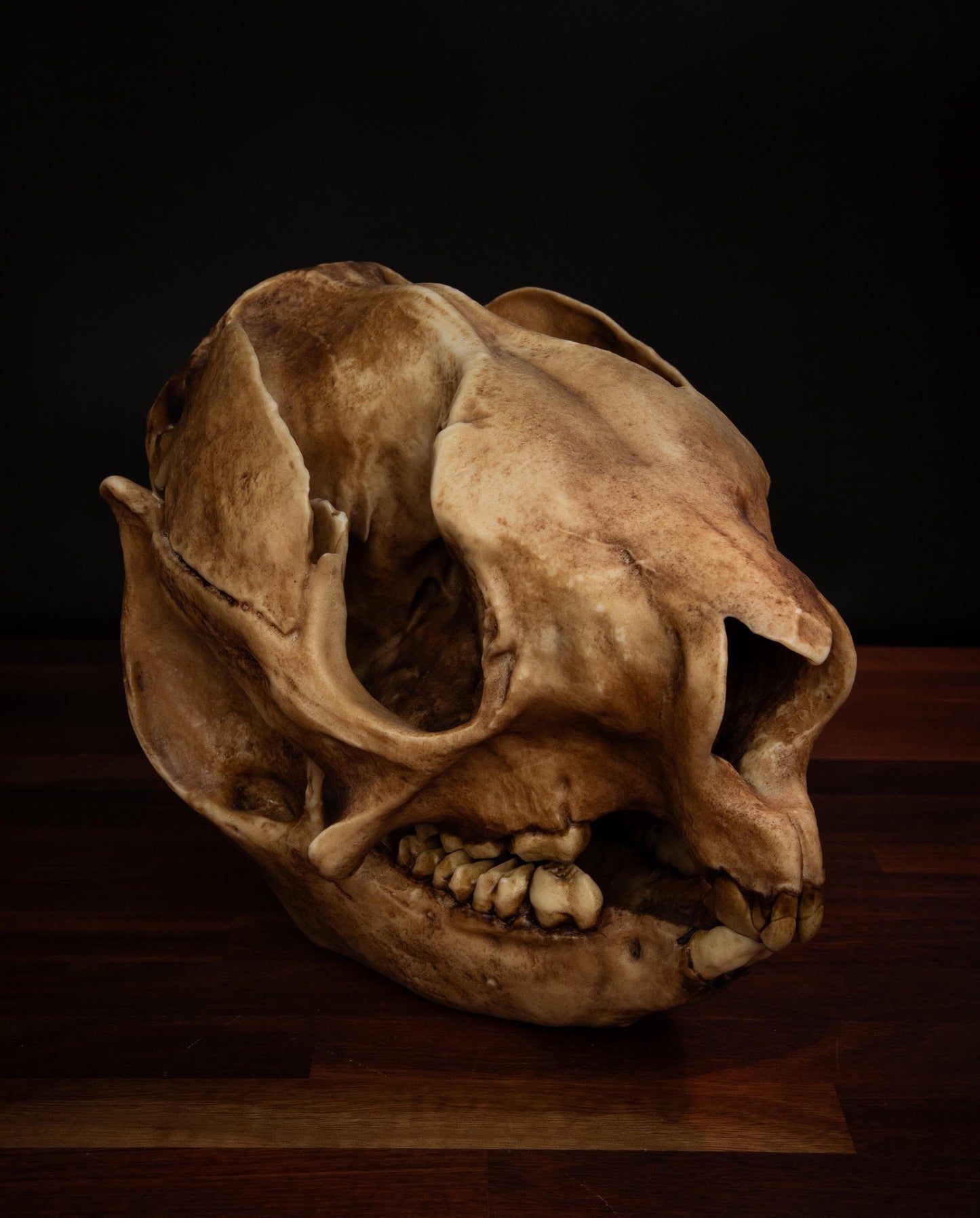 Procoptodon Goliath Skull Replica – Prehistoric giant Kangaroo Display Piece