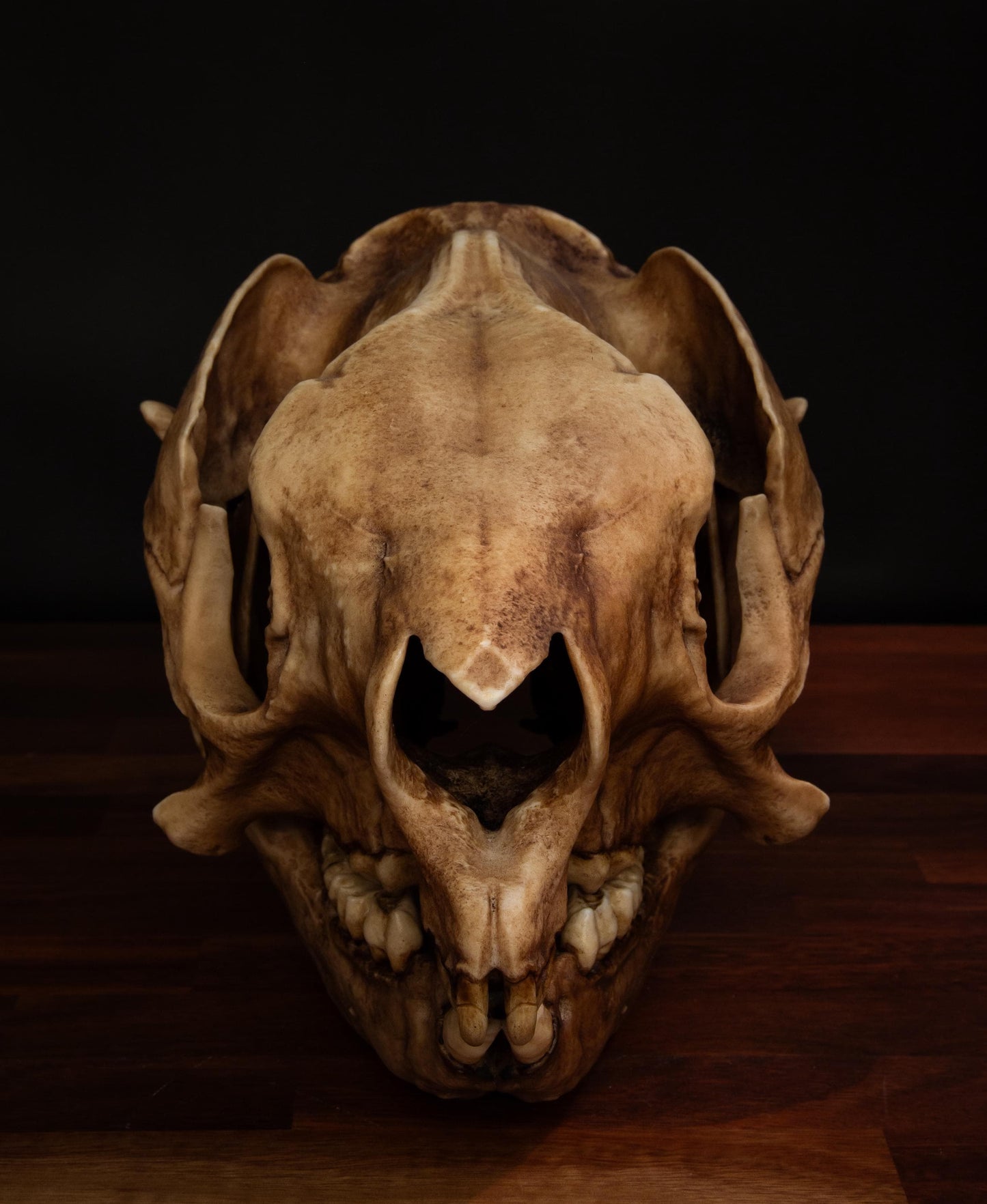 Procoptodon Goliath Skull Replica – Prehistoric giant Kangaroo Display Piece