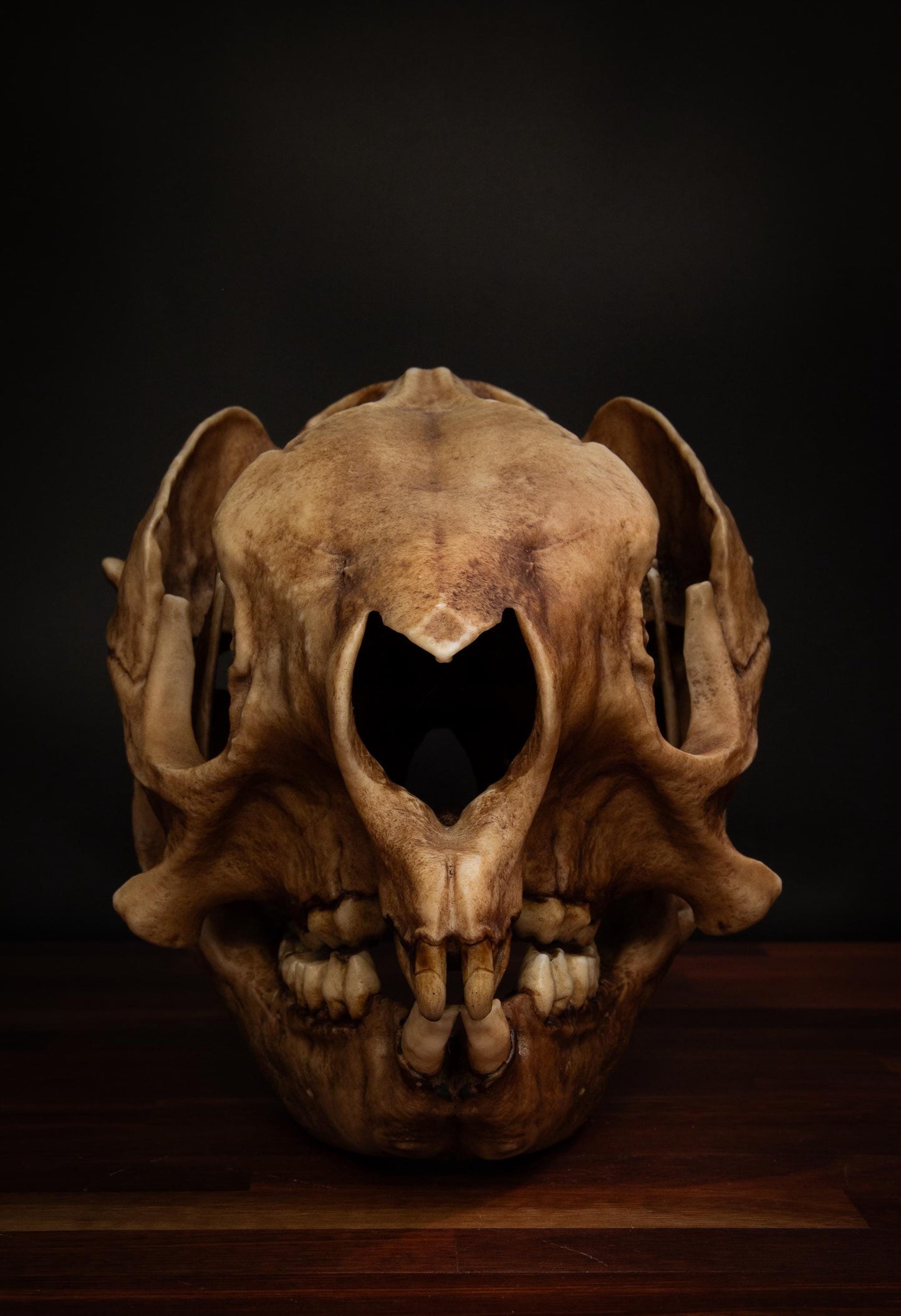 Procoptodon Goliath Skull Replica – Prehistoric giant Kangaroo Display Piece