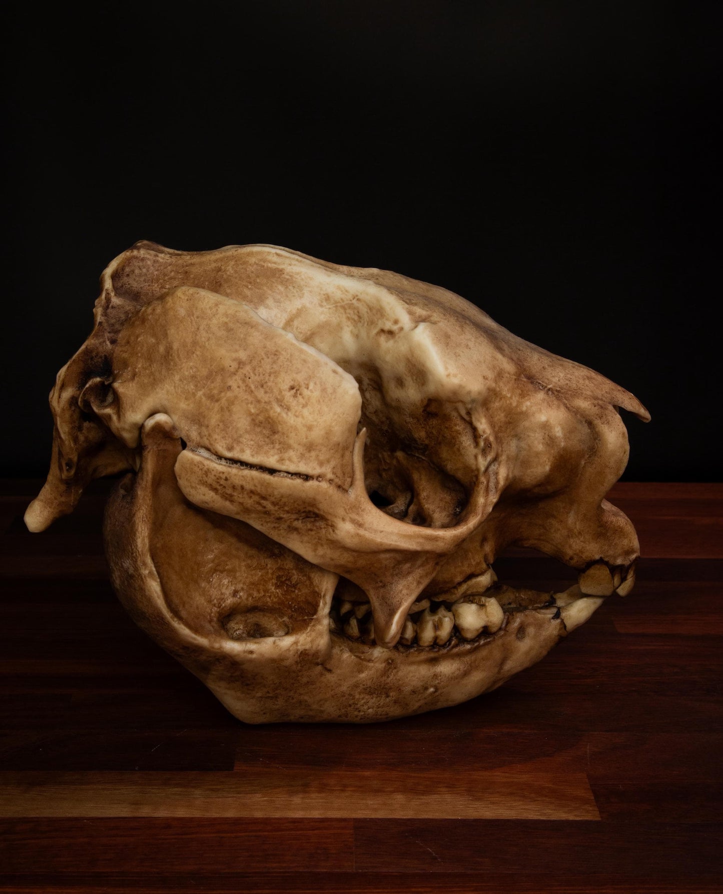 Procoptodon Goliath Skull Replica – Prehistoric giant Kangaroo Display Piece